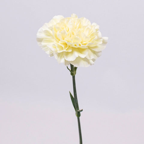 Pastel Yellow Wholesale Carnation Flower Single Stem