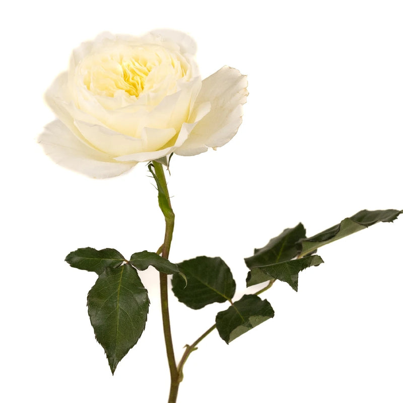 Patience Ivory Cream David Austin Garden Rose Stem - Image