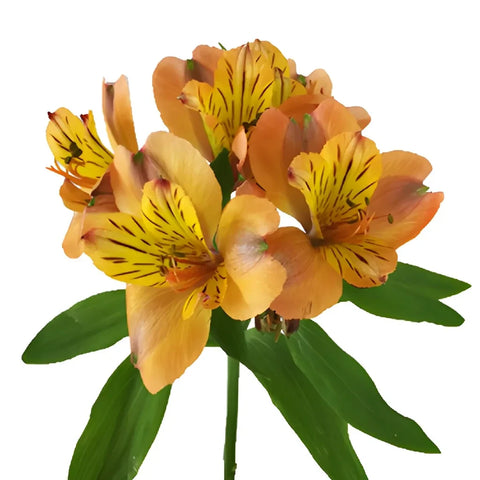 Pea Pod Orange Alstroemeria Flowers Apron - Image
