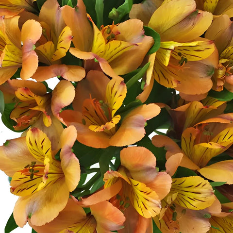 Pea Pod Orange Alstroemeria Flowers Close Up - Image