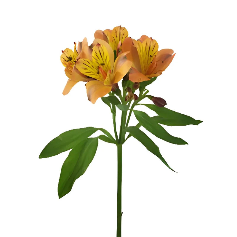 Pea Pod Orange Alstroemeria Flowers Stem - Image