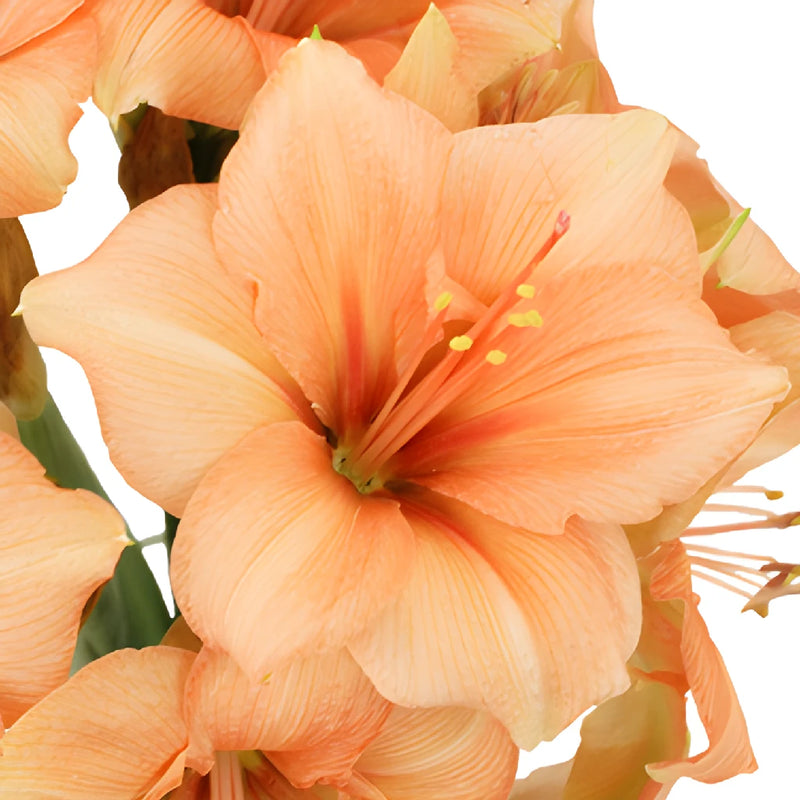 Peach Amaryllis Flowers