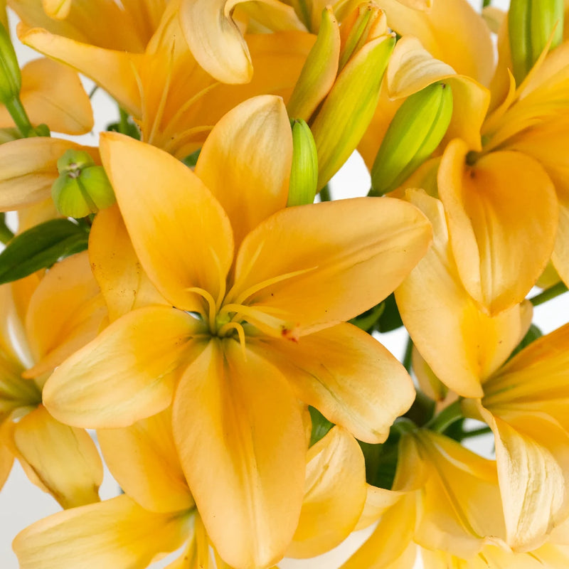 Peach Asiatic Lily Close Up - Image