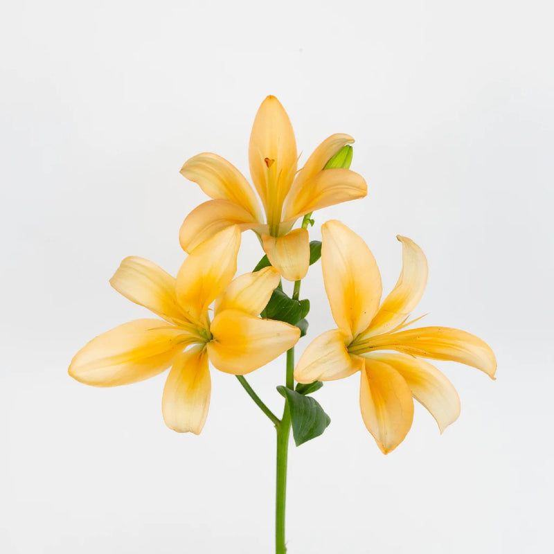 Peach Asiatic Lily Stem - Image