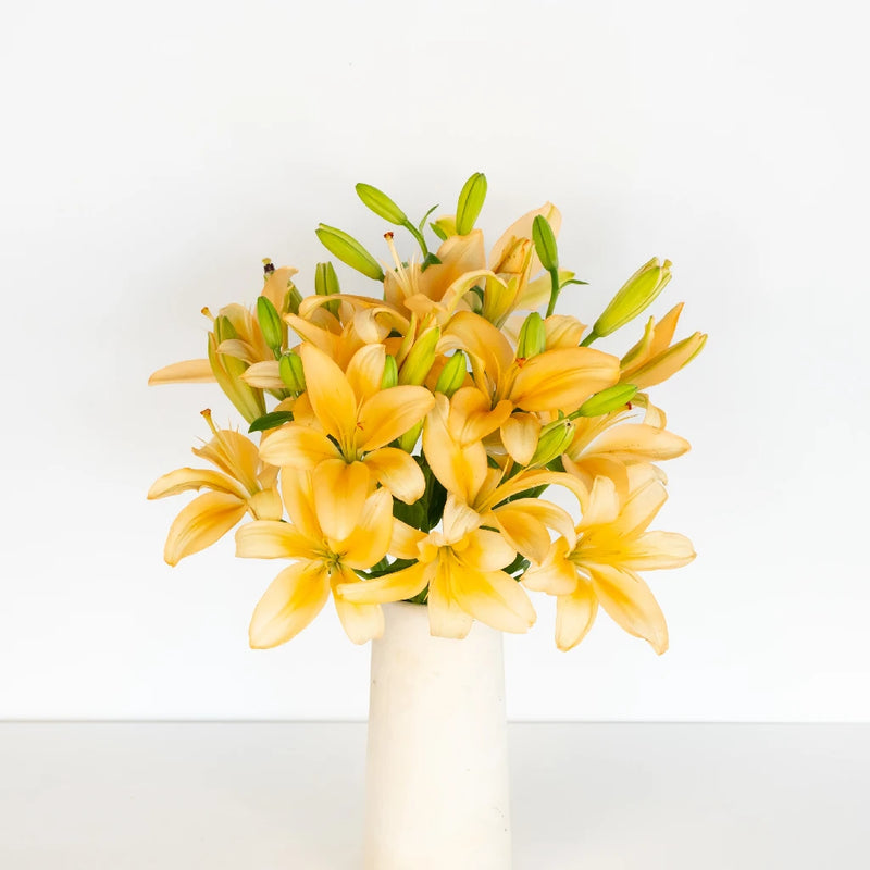 peach colored asiatic lily Buy Wholesale Peach Asiatic Lily in Bulk