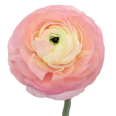 Light Pink Italian Cloony Ranunculus