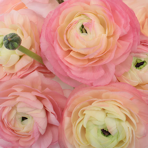 Light Pink Italian Cloony Ranunculus