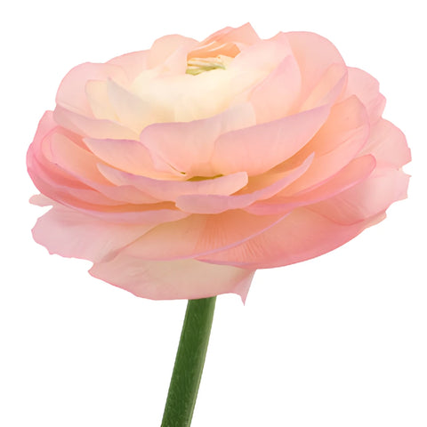 Light Pink Italian Cloony Ranunculus
