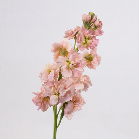 Peach El Aleli Flower Stem