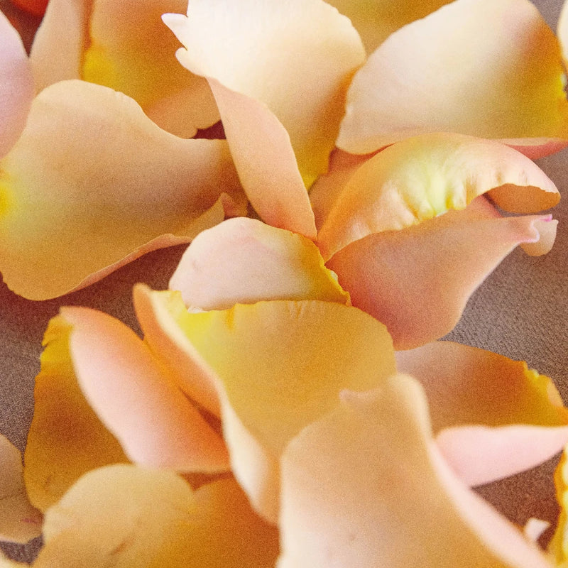Peach Fresh Rose Petals Close Up - Image