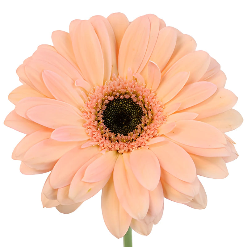 Peach Gerbera Daisy