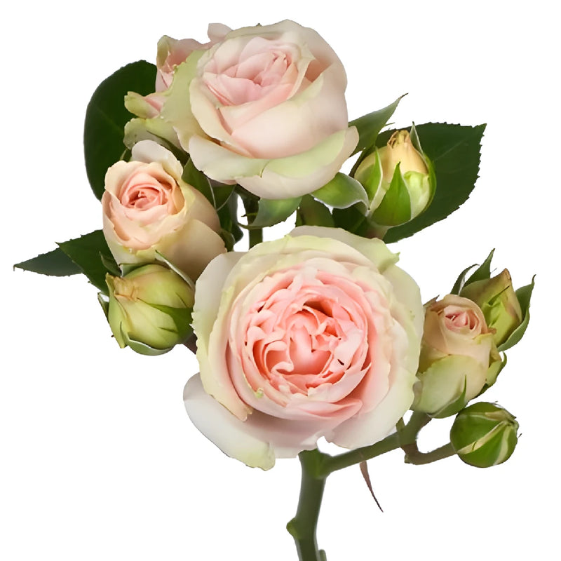 Peach Pucker Spray Rose