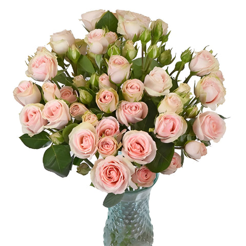 Peach Pucker Spray Rose