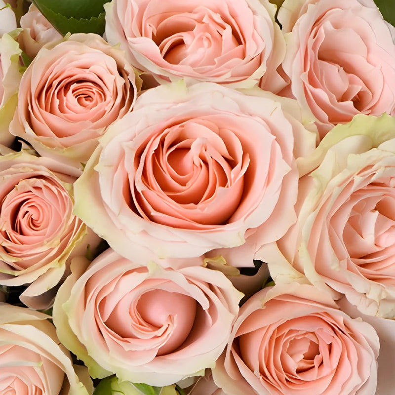 Peach Pucker Spray Rose