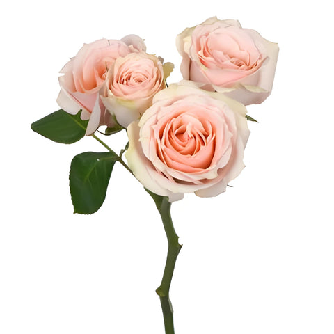 Peach Pucker Spray Rose