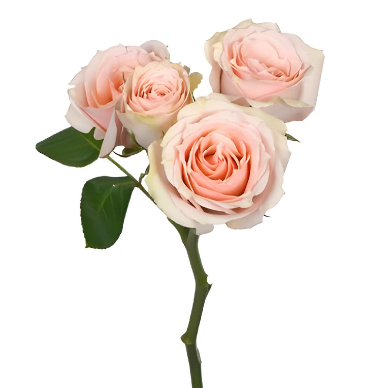 Peach Pucker Spray Rose