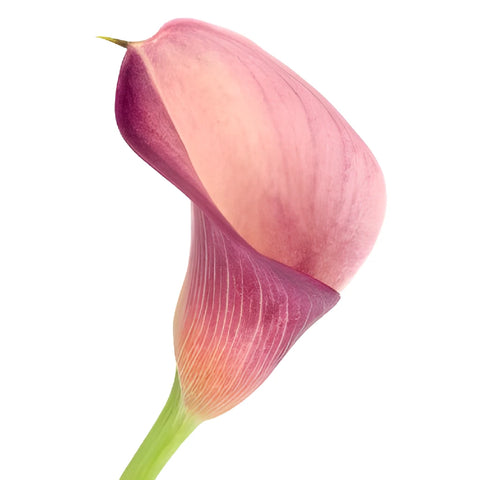 Peachy Pink Mini Calla Lily Flower