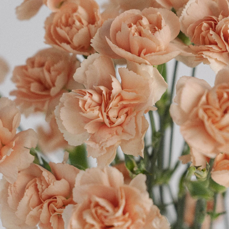 Peach Mini Carnation Flowers Close Up - Image