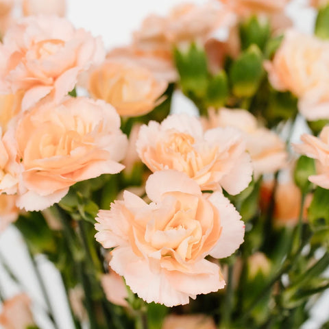 Peach Mini Carnation Flowers Close Up - Image