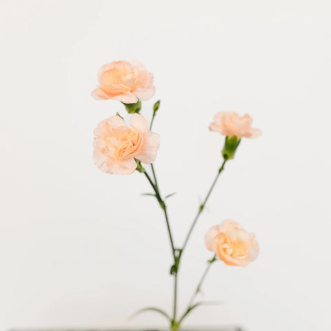 Peach Mini Carnation Flowers Stem - Image