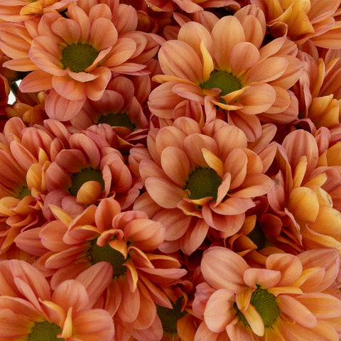 Peach Pastel Daisy Flower Close Up - Image