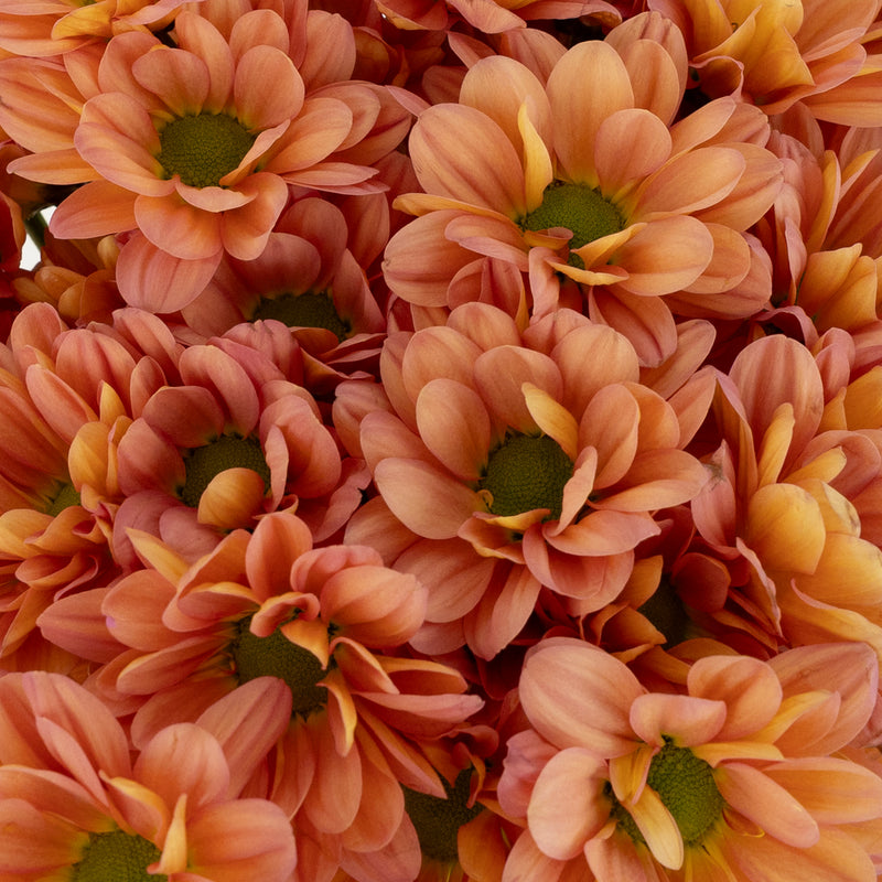 Peach Pastel Daisy Flower Close Up - Image