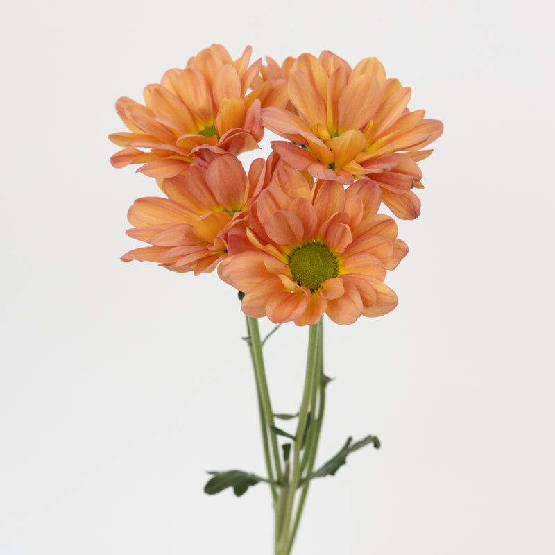Peach Pastel Daisy Flower Stem - Image