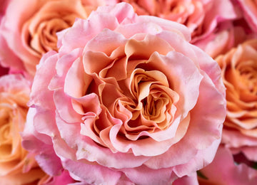 Peach Peony Rose Flower Up Close