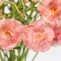 Peach Pink Butterfly Ranunculus Flower Close Up - Image