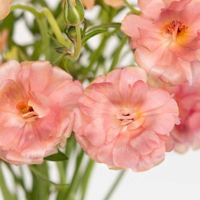 Peach Pink Butterfly Ranunculus Flower Close Up - Image