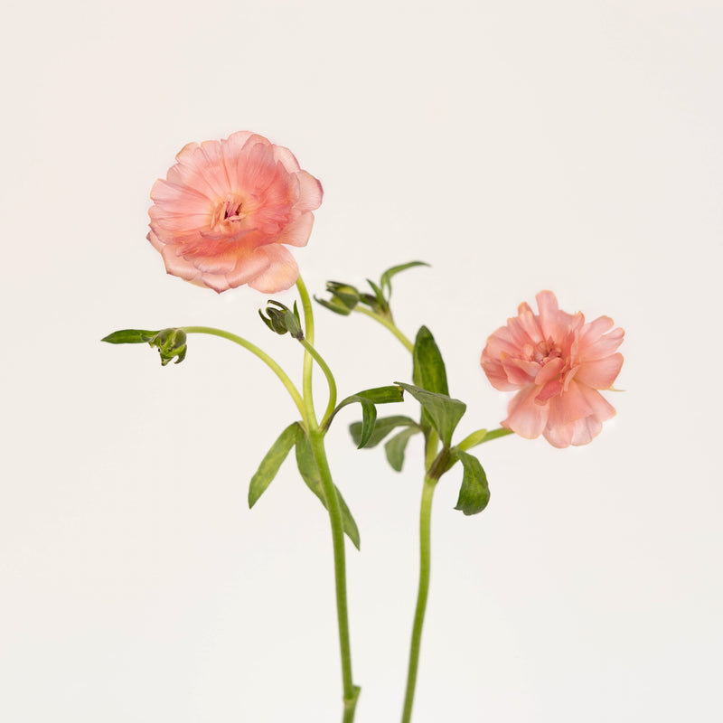 Peach Pink Butterfly Ranunculus Flower Stem - Image