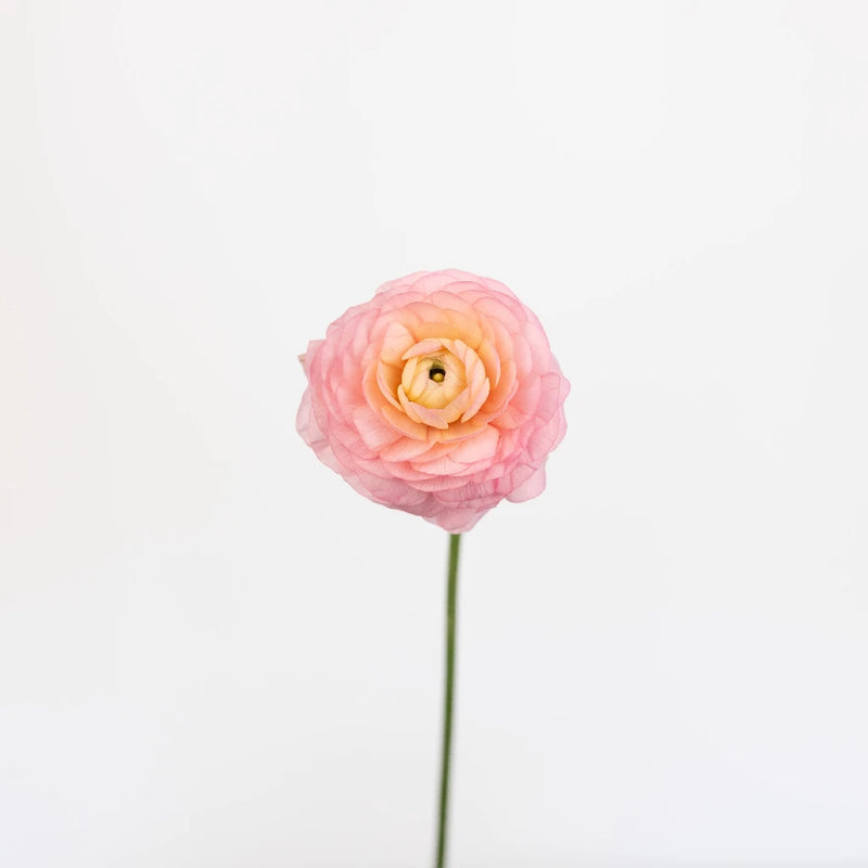 Peach Ranunculus Close Up - Image