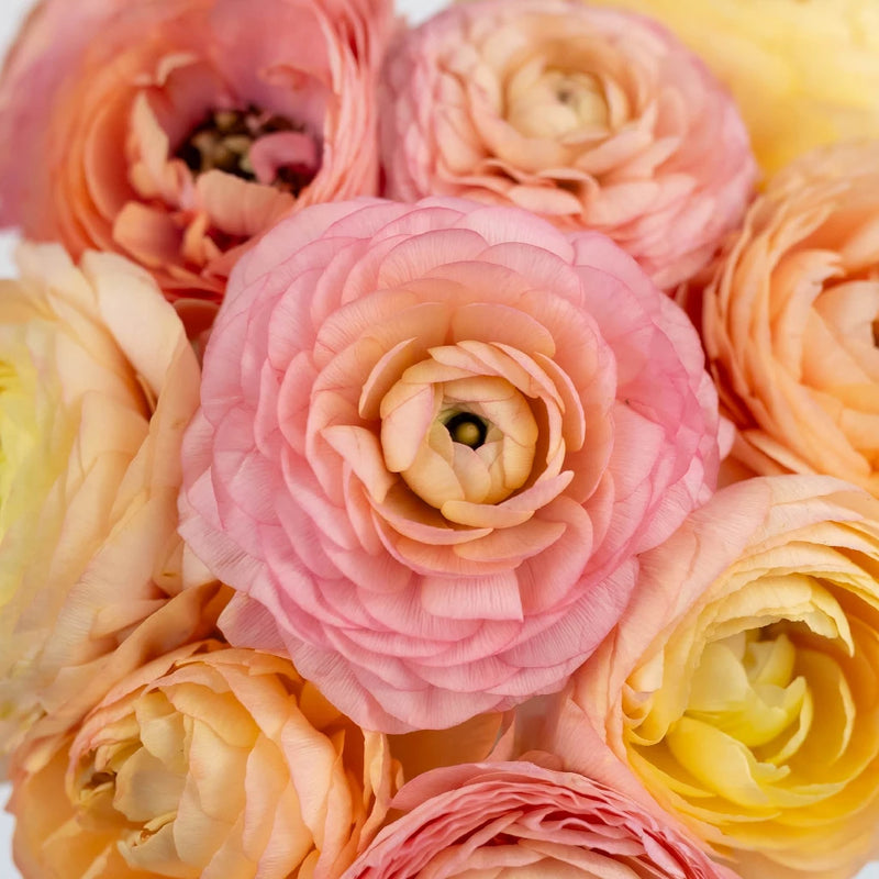 Peach Ranunculus Close Up- Image