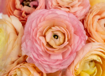 Peach Ranunculus Close Up- Image