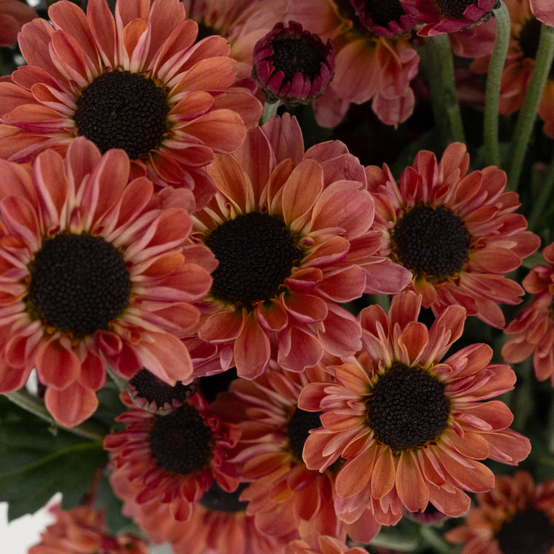 Peach Santini Close Up - Image