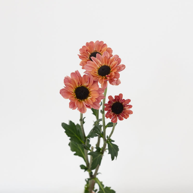 Peach Santini Stem - Image