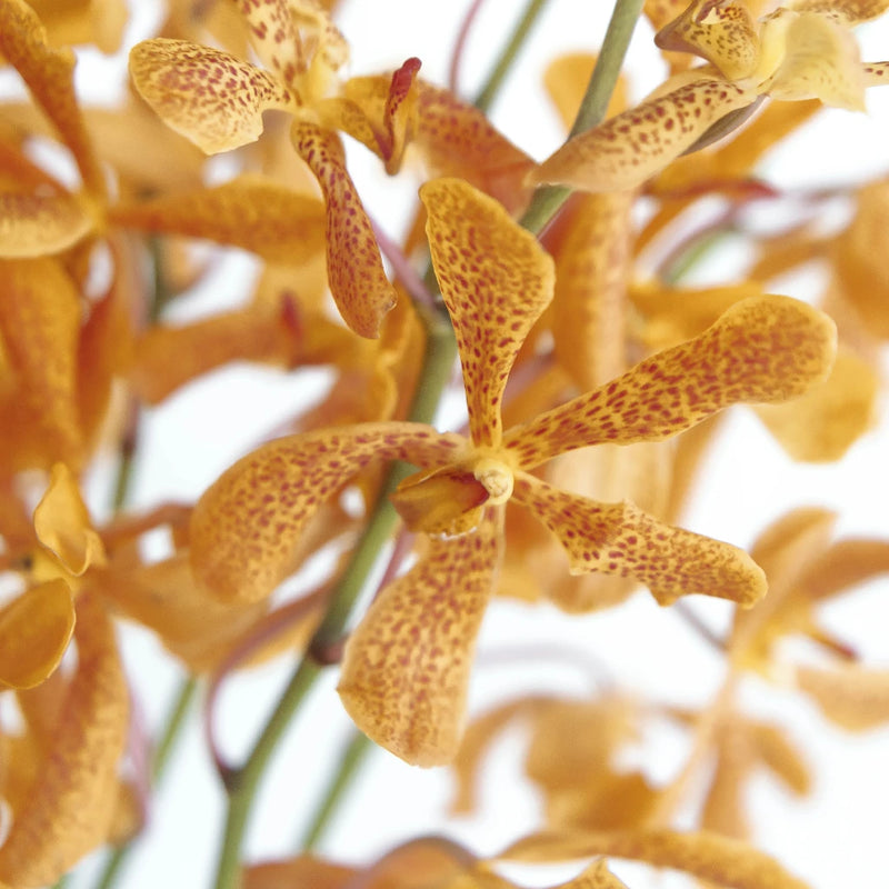 Peach Schnapps Mokara Orchid Close Up - Image