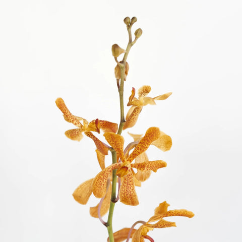 Peach Schnapps Mokara Orchid Stem - Image