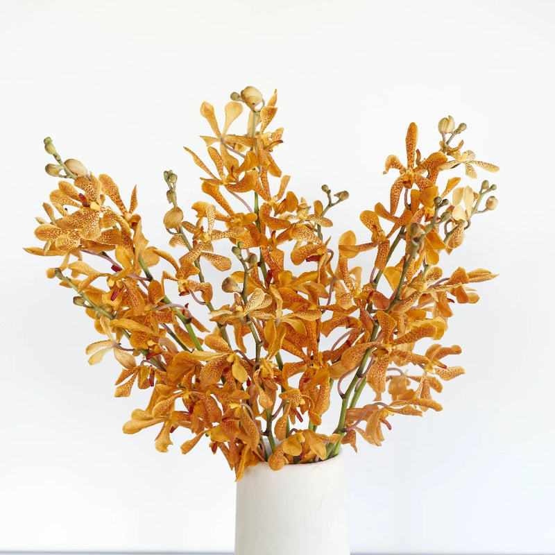 Peach Schnapps Mokara Orchid Vase - Image