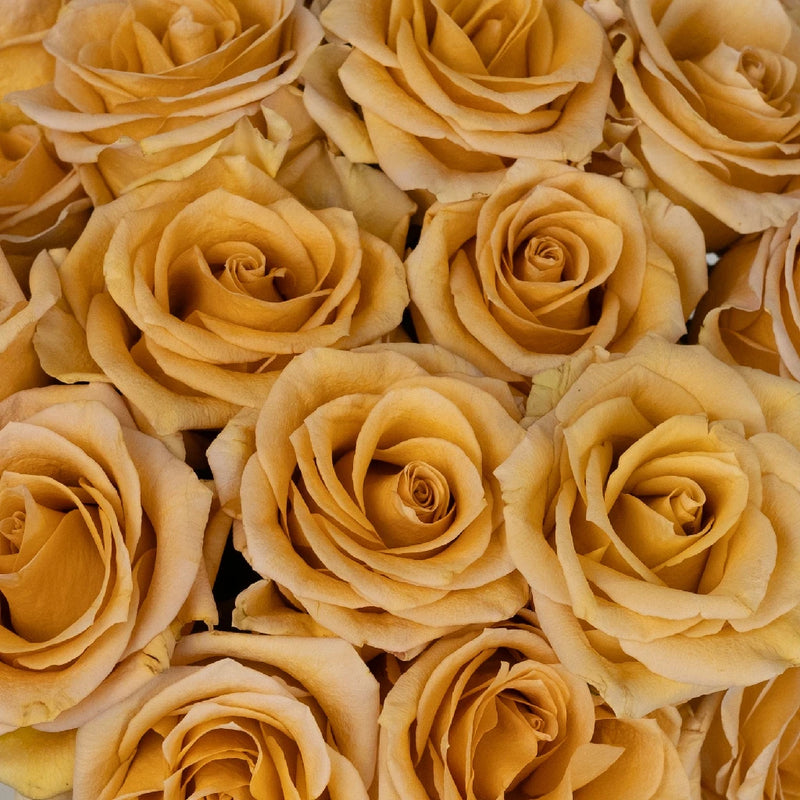 Peach Sherbet Combo Rose Close Up - Image