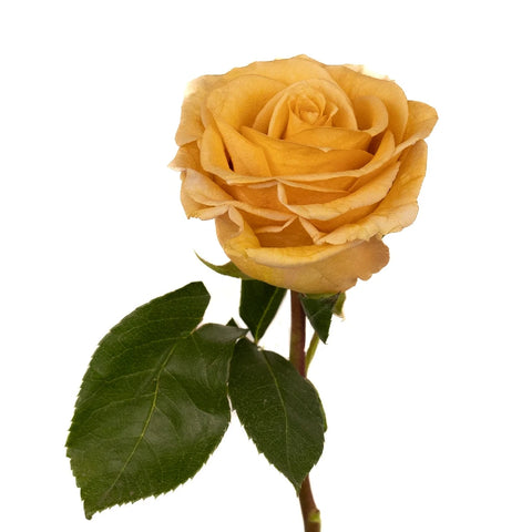 Peach Sherbet Combo Rose Stem - Image
