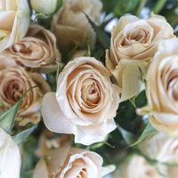 Peach Spray Bulk Roses Close Up - Image