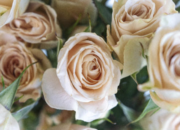 Peach Spray Bulk Roses Close Up - Image
