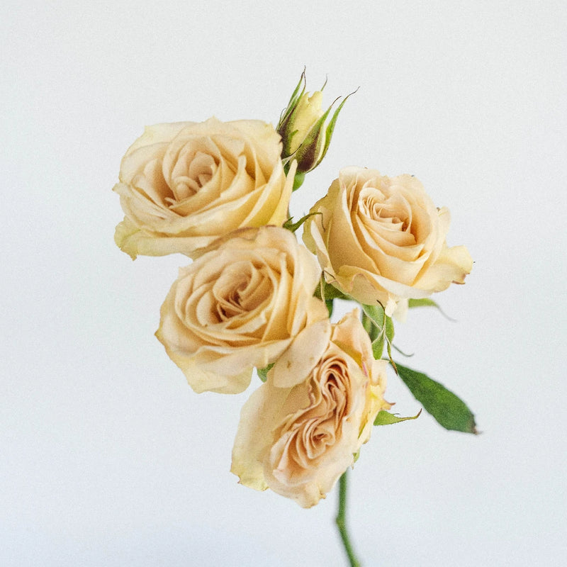 Peach Spray Bulk Roses Stem - Image