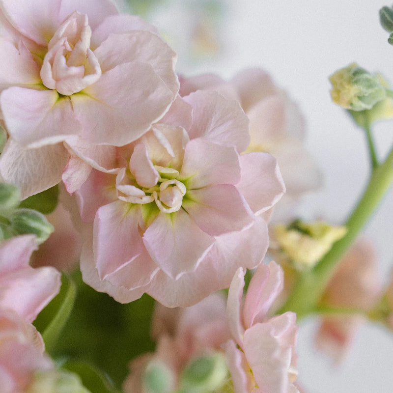 Peach Spray Stock Flowers Close Up - Image