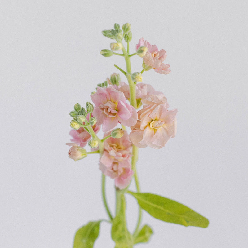 Peach Spray Stock Flowers Stem - Image