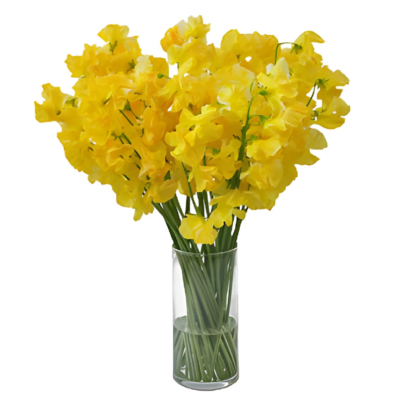 Golden Yellow Tinted Japanese Sweet Pea Flowers