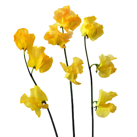 Golden Yellow Tinted Japanese Sweet Pea Flowers