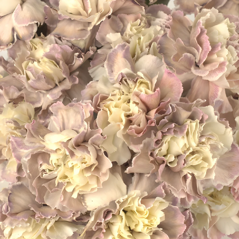 Peach Close Up - Image