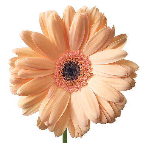 Peach Gerbera Daisy